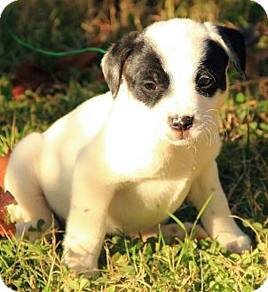 Boxer/Dalmatian Mix Puppy for Sale in Brattleboro, Vermont - Annabell Boxer/Dalmatian Mix Puppy for Sale in Brattleboro, Vermont - Annabell