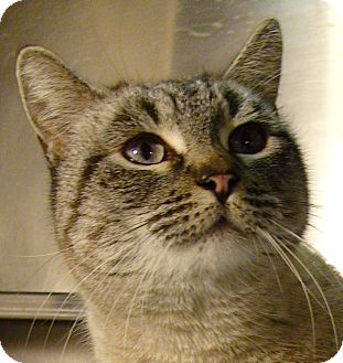 Domestic Shorthair Cat for Sale in El Cajon, California - Alexa Domestic Shorthair Cat for Sale in El Cajon, California - Alexa