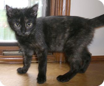 Domestic Shorthair Kitten for Sale in Grand Rapids, Michigan - Penny Domestic Shorthair Kitten for Sale in Grand Rapids, Michigan - Penny