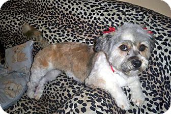 Lhasa Apso/Terrier (Unknown Type, Medium) Mix Dog for Sale in Los Angeles, California - GHITA Lhasa Apso/Terrier (Unknown Type, Medium) Mix Dog for Sale in Los Angeles, California - GHITA