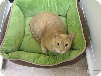 Domestic Mediumhair Cat for Sale in Mobile, Alabama - Morris Domestic Mediumhair Cat for Sale in Mobile, Alabama - Morris
