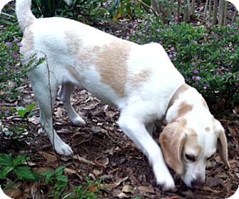 Beagle Dog for Sale in Houston, Texas - Buttercup Beagle Dog for Sale in Houston, Texas - Buttercup