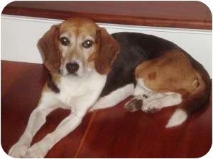 Beagle Dog for Sale in Yardley, Pennsylvania - Mcgruff Beagle Dog for Sale in Yardley, Pennsylvania - Mcgruff