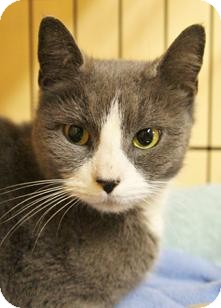 Domestic Shorthair Kitten for Sale in Medford, Massachusetts - Cheri Domestic Shorthair Kitten for Sale in Medford, Massachusetts - Cheri