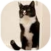 Domestic Shorthair Cat for Sale in Vancouver, British Columbia - Nimb Domestic Shorthair Cat for Sale in Vancouver, British Columbia - Nimb