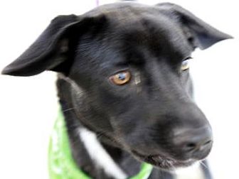 American Pit Bull Terrier Mix Dog for Sale in Kettering, Ohio - Taylor American Pit Bull Terrier Mix Dog for Sale in Kettering, Ohio - Taylor