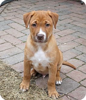 Labrador Retriever/Terrier (Unknown Type, Medium) Mix Puppy for Sale in Marietta, Georgia - Leo Labrador Retriever/Terrier (Unknown Type, Medium) Mix Puppy for Sale in Marietta, Georgia - Leo
