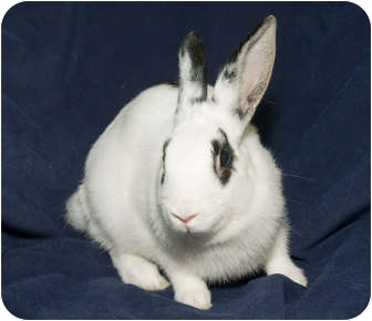 Other/Unknown Mix for Sale in Los Angeles, California - Squirt Other/Unknown Mix for Sale in Los Angeles, California - Squirt