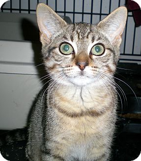 Domestic Shorthair Cat for Sale in Troy, Michigan - Aris Domestic Shorthair Cat for Sale in Troy, Michigan - Aris