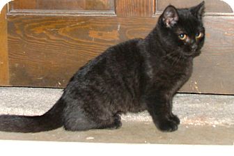 American Shorthair Kitten for Sale in Chattanooga, Tennessee - Blackberry American Shorthair Kitten for Sale in Chattanooga, Tennessee - Blackberry
