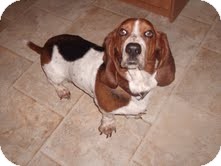 Basset Hound Dog for Sale in Sherman, Connecticut - Josie Basset Hound Dog for Sale in Sherman, Connecticut - Josie
