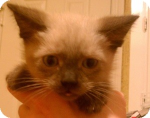 Ragdoll Kitten for Sale in Ennis, Texas - Jael Ragdoll Kitten for Sale in Ennis, Texas - Jael