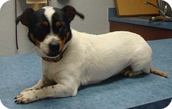 Chihuahua/Jack Russell Terrier Mix Dog for Sale in Gainesville, Florida - Honey Chihuahua/Jack Russell Terrier Mix Dog for Sale in Gainesville, Florida - Honey