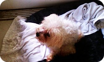 Maltese Dog for Sale in Clermont, Florida - Mattie Maltese Dog for Sale in Clermont, Florida - Mattie