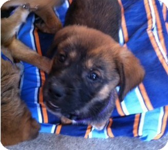 Shepherd (Unknown Type) Mix Puppy for Sale in Gainesville, Florida - Tupelo Shepherd (Unknown Type) Mix Puppy for Sale in Gainesville, Florida - Tupelo
