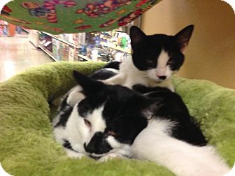 Domestic Shorthair Kitten for Sale in Monroe, Georgia - Houdini Domestic Shorthair Kitten for Sale in Monroe, Georgia - Houdini