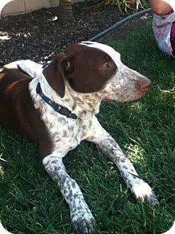 Pointer/Labrador Retriever Mix Puppy for Sale in Torrance, California - Freckles Pointer/Labrador Retriever Mix Puppy for Sale in Torrance, California - Freckles