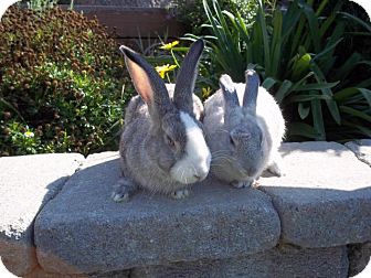 Chinchilla, Standard Mix for Sale in Santee, California - Crystal Chinchilla, Standard Mix for Sale in Santee, California - Crystal