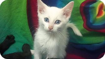 Domestic Mediumhair Kitten for Sale in Scottsdale, Arizona - P-body- courtesy post Domestic Mediumhair Kitten for Sale in Scottsdale, Arizona - P-body- courtesy post