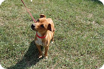 Dachshund/Chihuahua Mix Dog for Sale in Bedford, Virginia - Sonny Dachshund/Chihuahua Mix Dog for Sale in Bedford, Virginia - Sonny