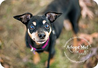 Miniature Pinscher/Miniature Pinscher Mix Dog for Sale in Myersville, Maryland - Katie Miniature Pinscher/Miniature Pinscher Mix Dog for Sale in Myersville, Maryland - Katie
