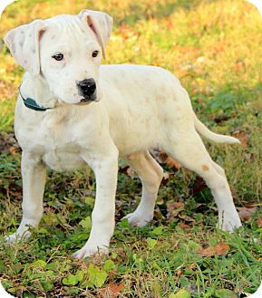 Boxer/American Bulldog Mix Puppy for Sale in Allentown, Pennsylvania - Darcy Boxer/American Bulldog Mix Puppy for Sale in Allentown, Pennsylvania - Darcy