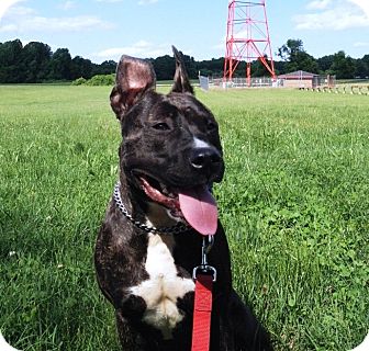 American Pit Bull Terrier/American Pit Bull Terrier Mix Dog for Sale in Phoenix, Arizona - Lyla-Courtesy Post American Pit Bull Terrier/American Pit Bull Terrier Mix Dog for Sale in Phoenix, Arizona - Lyla-Courtesy Post