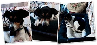 Rat Terrier Mix Dog for Sale in Manchester, Connecticut - Tiny ADOPTION PENDING Rat Terrier Mix Dog for Sale in Manchester, Connecticut - Tiny ADOPTION PENDING