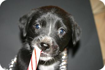 Labrador Retriever Mix Puppy for Sale in Glastonbury, Connecticut - Tayley Tator Labrador Retriever Mix Puppy for Sale in Glastonbury, Connecticut - Tayley Tator