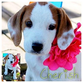 Coonhound Mix Puppy for Sale in Westland, Michigan - Cherish Coonhound Mix Puppy for Sale in Westland, Michigan - Cherish