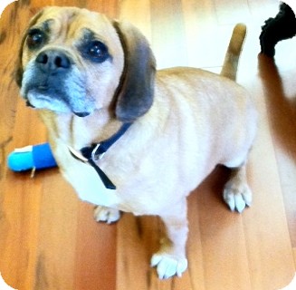 Pug/Bulldog Mix Dog for Sale in Baltimore, Maryland - Zachary Pug/Bulldog Mix Dog for Sale in Baltimore, Maryland - Zachary