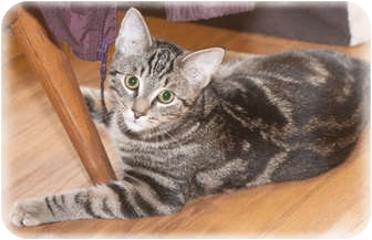 Domestic Shorthair Cat for Sale in Howell, Michigan - Ronnie Domestic Shorthair Cat for Sale in Howell, Michigan - Ronnie