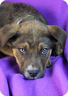 Shepherd (Unknown Type)/Australian Cattle Dog Mix Puppy for Sale in Westminster, Colorado - Niles Shepherd (Unknown Type)/Australian Cattle Dog Mix Puppy for Sale in Westminster, Colorado - Niles
