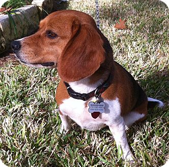 Beagle Dog for Sale in Houston, Texas - Paxton Beagle Dog for Sale in Houston, Texas - Paxton
