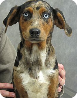 Australian Shepherd/Hound (Unknown Type) Mix Puppy for Sale in Harrisonburg, Virginia - Kaylee Australian Shepherd/Hound (Unknown Type) Mix Puppy for Sale in Harrisonburg, Virginia - Kaylee