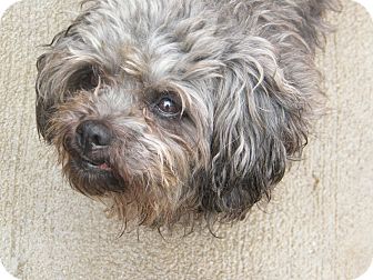 Poodle (Miniature)/Shih Tzu Mix Dog for Sale in Anywhere, Connecticut - Paulie Poodle (Miniature)/Shih Tzu Mix Dog for Sale in Anywhere, Connecticut - Paulie