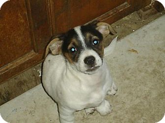Jack Russell Terrier Mix Puppy for Sale in Atascadero, California - Trinket Jack Russell Terrier Mix Puppy for Sale in Atascadero, California - Trinket