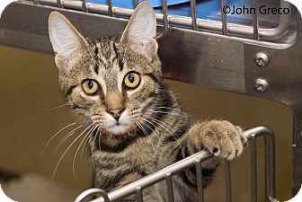 Domestic Shorthair Cat for Sale in Elfers, Florida - Morgan Domestic Shorthair Cat for Sale in Elfers, Florida - Morgan