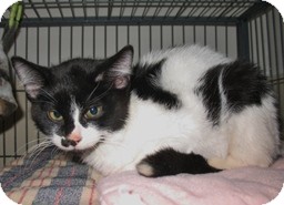 Domestic Shorthair Kitten for Sale in Shelton, Washington - Tac Domestic Shorthair Kitten for Sale in Shelton, Washington - Tac