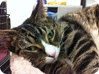 Domestic Shorthair Cat for Sale in Warminster, Pennsylvania - Sweetheart Domestic Shorthair Cat for Sale in Warminster, Pennsylvania - Sweetheart