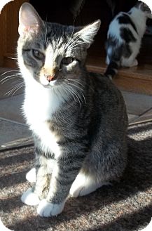 Domestic Shorthair Cat for Sale in Acme, Pennsylvania - Dolby Domestic Shorthair Cat for Sale in Acme, Pennsylvania - Dolby