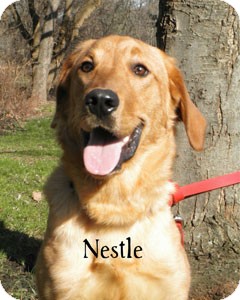 Retriever (Unknown Type) Mix Dog for Sale in Warren, Pennsylvania - Nestle Retriever (Unknown Type) Mix Dog for Sale in Warren, Pennsylvania - Nestle