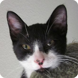 Domestic Shorthair Kitten for Sale in Winchester, California - Saunter Domestic Shorthair Kitten for Sale in Winchester, California - Saunter