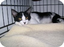 Domestic Shorthair Cat for Sale in La Canada Flintridge, California - Nalo Domestic Shorthair Cat for Sale in La Canada Flintridge, California - Nalo