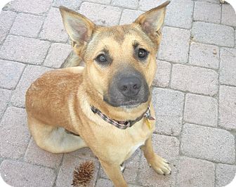Shepherd (Unknown Type)/Boxer Mix Dog for Sale in Bellflower, California - Darcy Shepherd (Unknown Type)/Boxer Mix Dog for Sale in Bellflower, California - Darcy