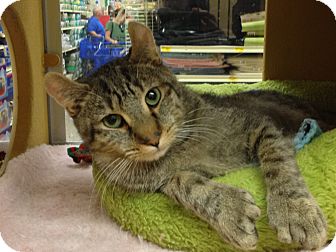 Exotic Cat for Sale in Foothill Ranch, California - Congo Exotic Cat for Sale in Foothill Ranch, California - Congo