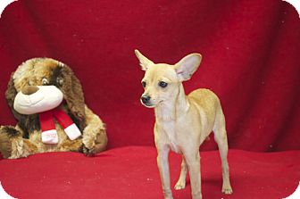 Chihuahua/Miniature Pinscher Mix Dog for Sale in New cumberland, West Virginia - Poco Chihuahua/Miniature Pinscher Mix Dog for Sale in New cumberland, West Virginia - Poco