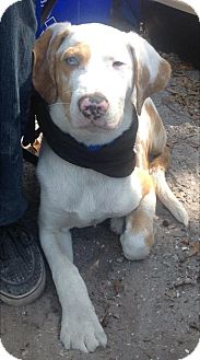 Catahoula Leopard Dog Mix Dog for Sale in Largo, Florida - Jack Catahoula Leopard Dog Mix Dog for Sale in Largo, Florida - Jack