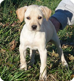Labrador Retriever/Golden Retriever Mix Puppy for Sale in Glastonbury, Connecticut - Cocoa~adopted~ Labrador Retriever/Golden Retriever Mix Puppy for Sale in Glastonbury, Connecticut - Cocoa~adopted~