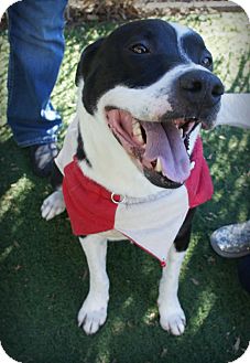Border Collie/Pit Bull Terrier Mix Dog for Sale in San Diego, California - Alvin URGENT Border Collie/Pit Bull Terrier Mix Dog for Sale in San Diego, California - Alvin URGENT